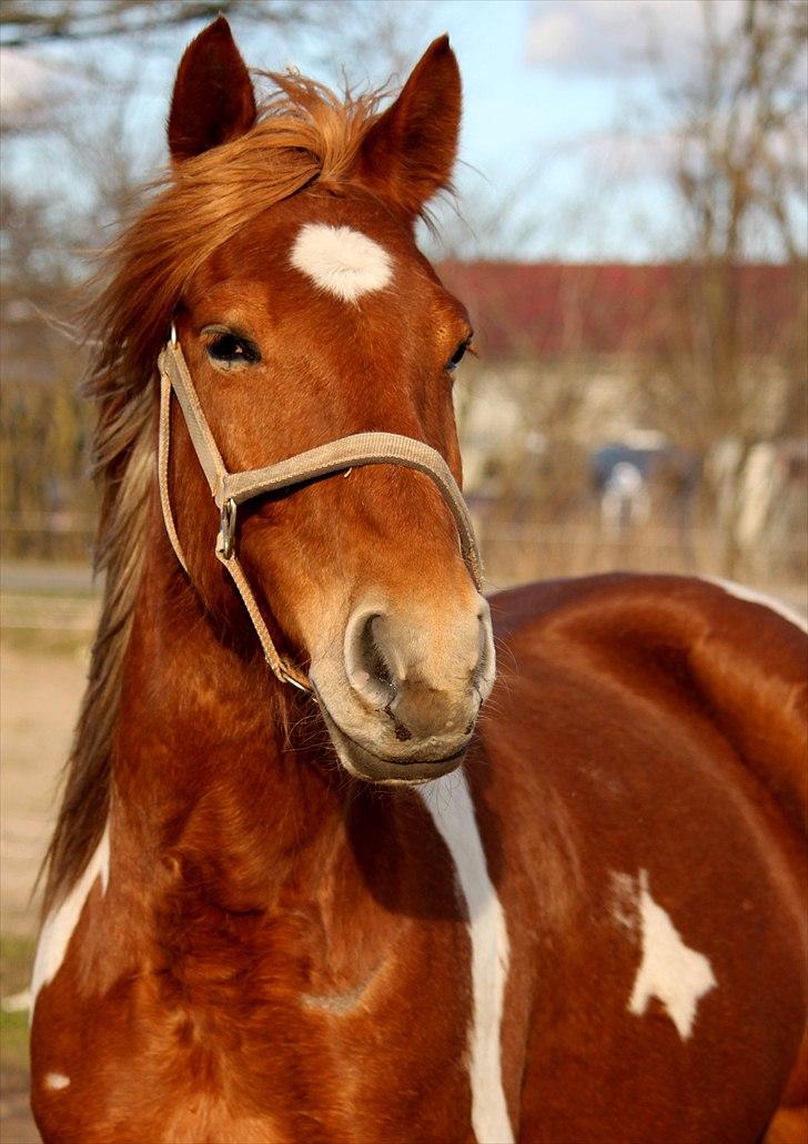 Anden særlig race Morgan - Morgan - Howling Pictures . billede 1