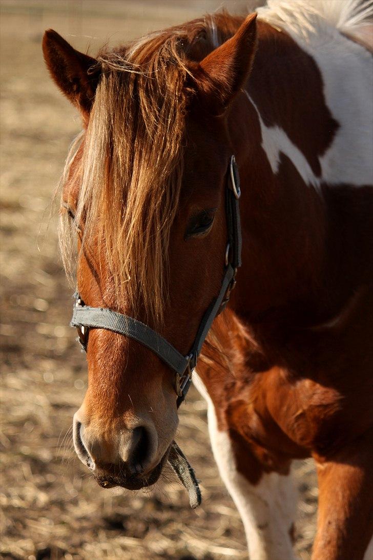 Anden særlig race Morgan - Beauty - Howling Pictures . billede 3