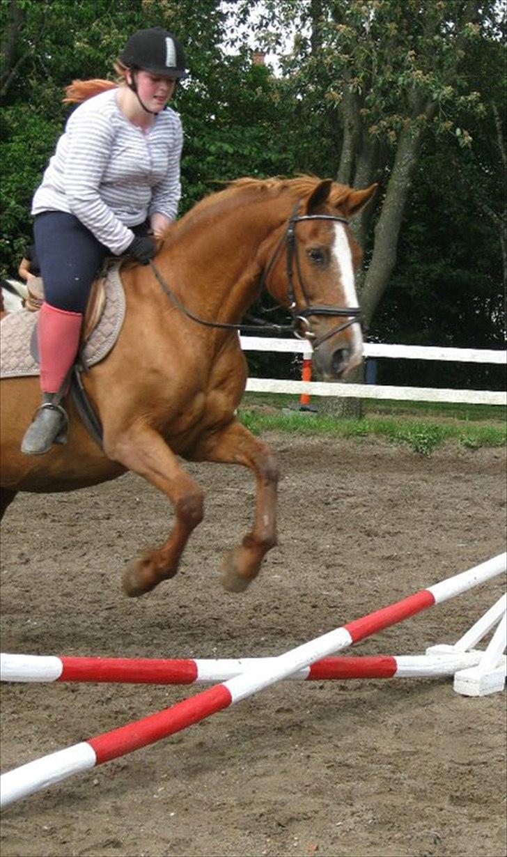 Anden særlig race Florina - Mig og Florina springer <3
- Kig på hesten og ikk mig :D billede 17