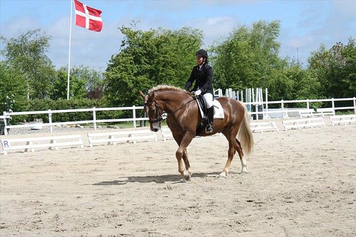 Anden særlig race Fischer af Mønstergården - Første stævne :) billede 3