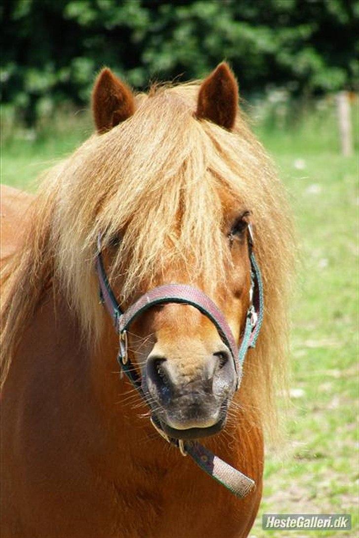 Anden særlig race Ridder Rust (Buster) billede 1