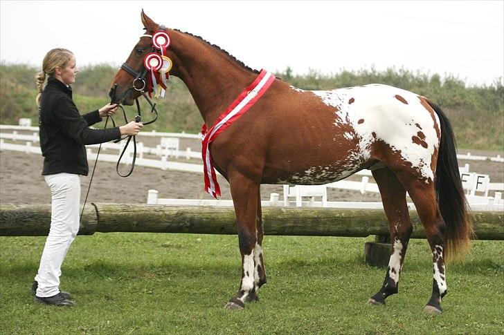 Knabstrupper Isaiiah Korsholm - Årets hingst 2010 billede 1