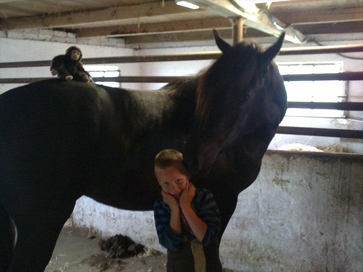Welsh Cob (sec D) Petersgaards Louisianna - Min søn havde klassen bamsen med hjem og skulle lige have en ride tur. :-) billede 10