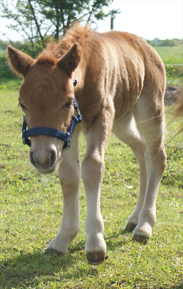 Shetlænder Justenborgs Legacy - Første gang udenfor. d. 26. maj :) billede 8