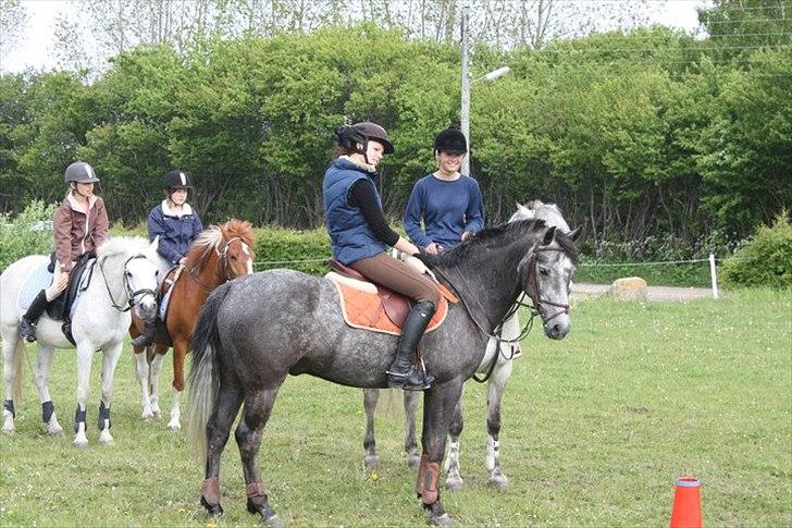 Connemara Bech`s Mallachy solgt billede 5