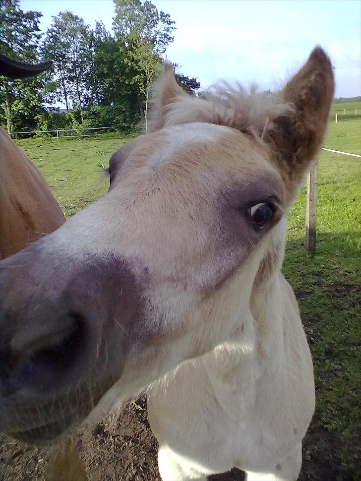Haflinger Vestervangs Vanilia! - Lille skøre pige! billede 15