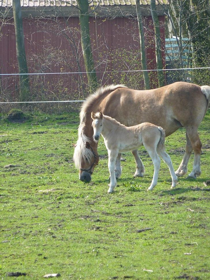 Haflinger Vestervangs Vanilia! - Ude på marken.. billede 2
