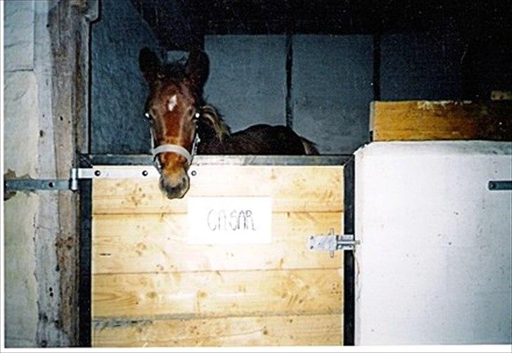 Anden særlig race Julius Cæsar *Solgt* - Bette Cæsar - 1 år :D billede 5