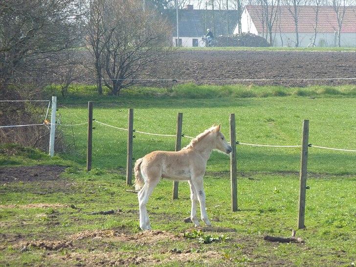 Haflinger Vestervangs Vanilia! - Lille ballademager!! <3  billede 16