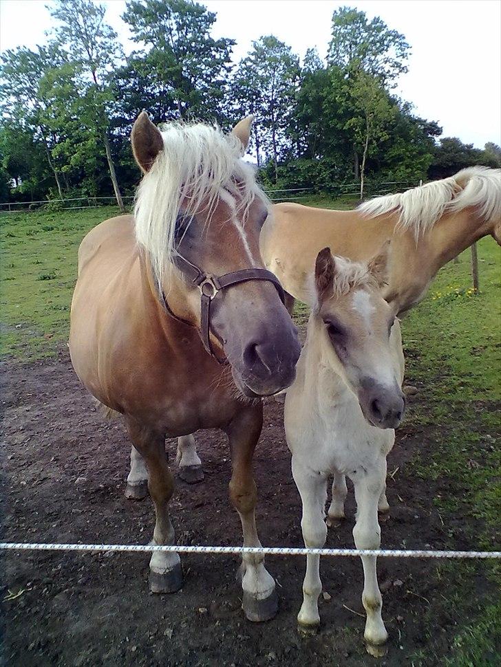Haflinger Vestervangs Vanilia! - Lige blevet lukket ud på folden ;) D. 31/5 2011 billede 4