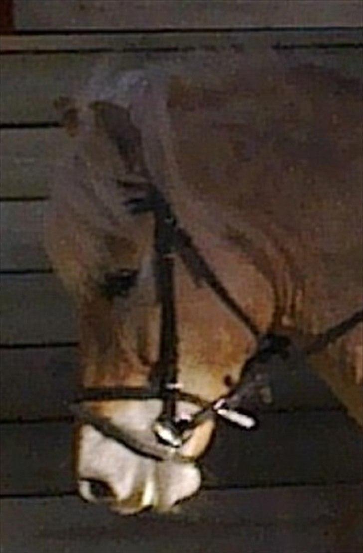 Anden særlig race Safran - Eneundervisning "Vasehus" billede 7