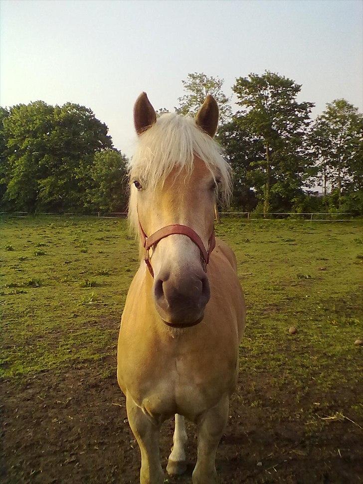 Haflinger Vestervangs Asterix! - "Heeij Asterix'en!" billede 8