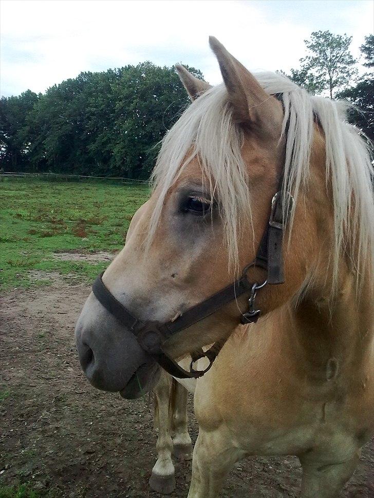 Haflinger Vestervangs Asterix! - Hej, og velkommen til min pony Asterix! <3 billede 3