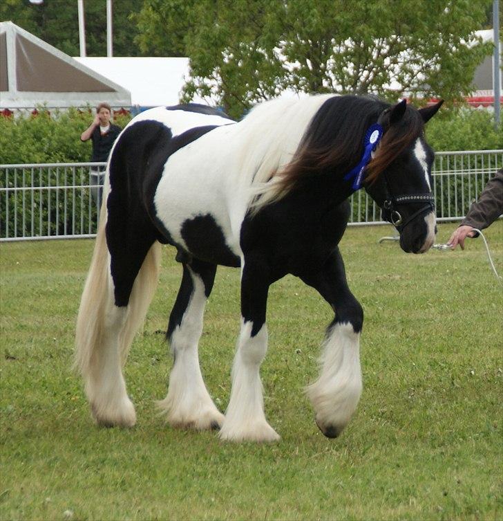 Tinker Lillevangs Amazing Gambler 1premium ster - Såååå stolt over den fine karakter 23p fra Varde dyreskue  billede 17