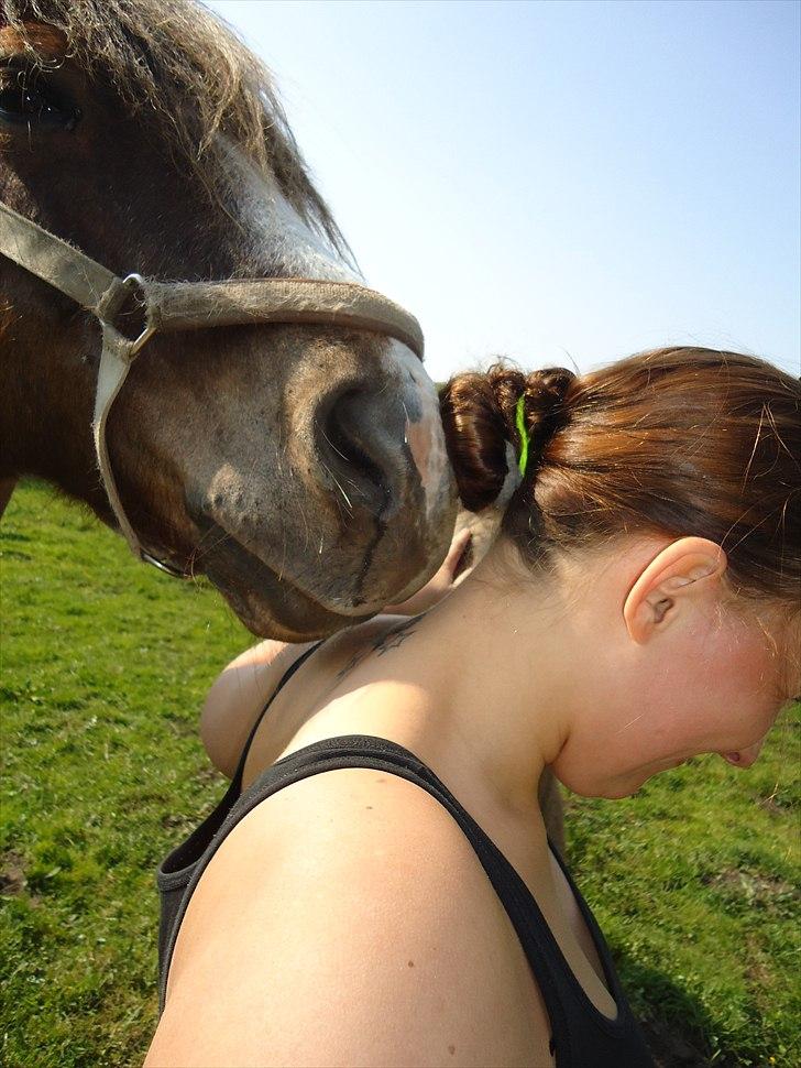 New Forest Hølkærs Red Oak aka Felix billede 15