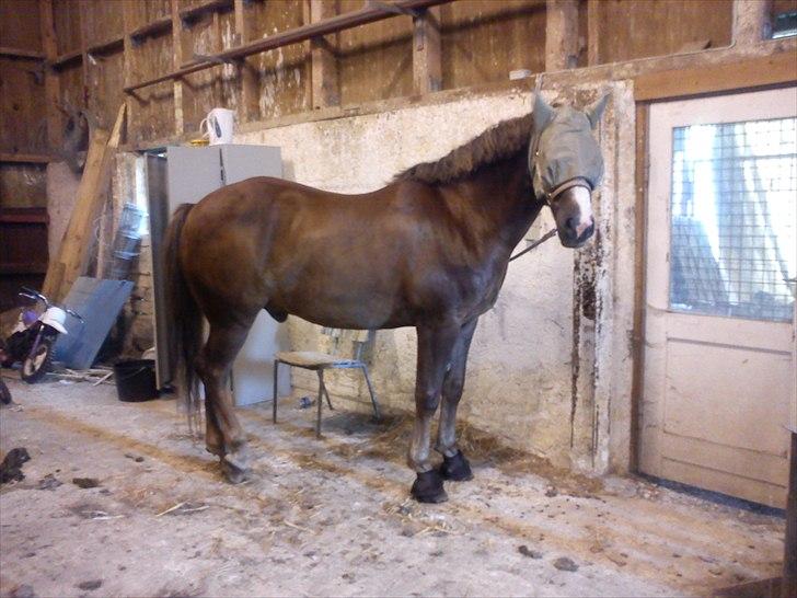 New Forest Hølkærs Red Oak aka Felix billede 3