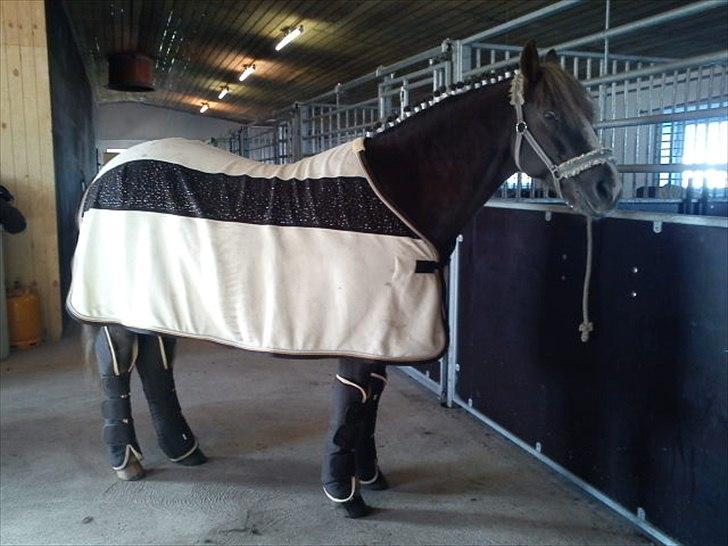 New Forest Hølkærs Red Oak aka Felix billede 9