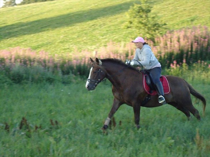 New Forest Hølkærs Red Oak aka Felix billede 4