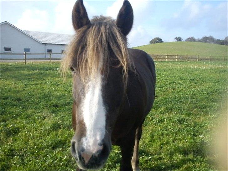 New Forest Hølkærs Red Oak aka Felix billede 16