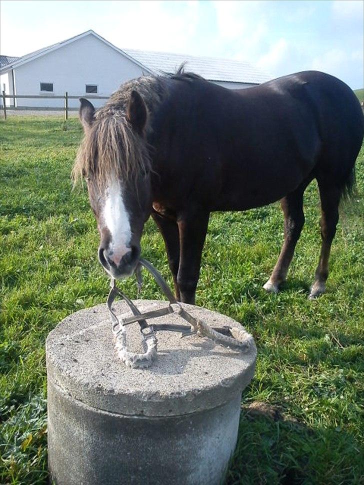 New Forest Hølkærs Red Oak aka Felix billede 17