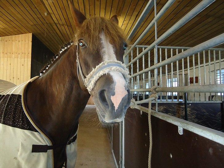 New Forest Hølkærs Red Oak aka Felix billede 7