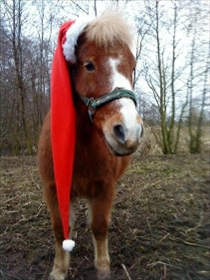 Anden særlig race Sasha *savnet !!!* - Nisse pige ! billede 14