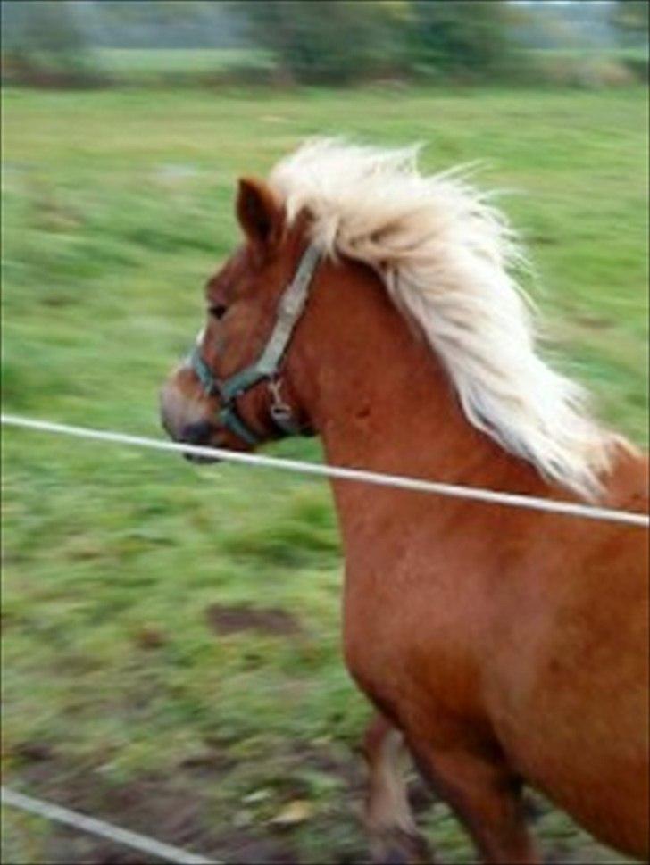 Anden særlig race Sasha *savnet !!!* - Islænder typen ! <3  billede 15