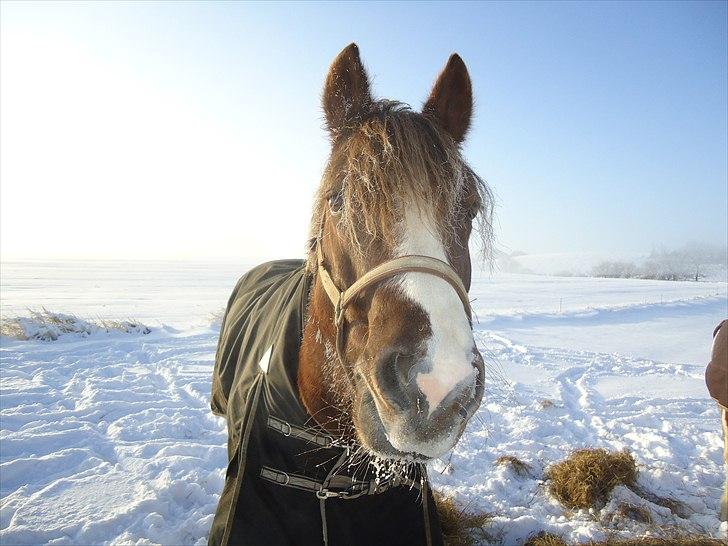 New Forest Hølkærs Red Oak aka Felix billede 1