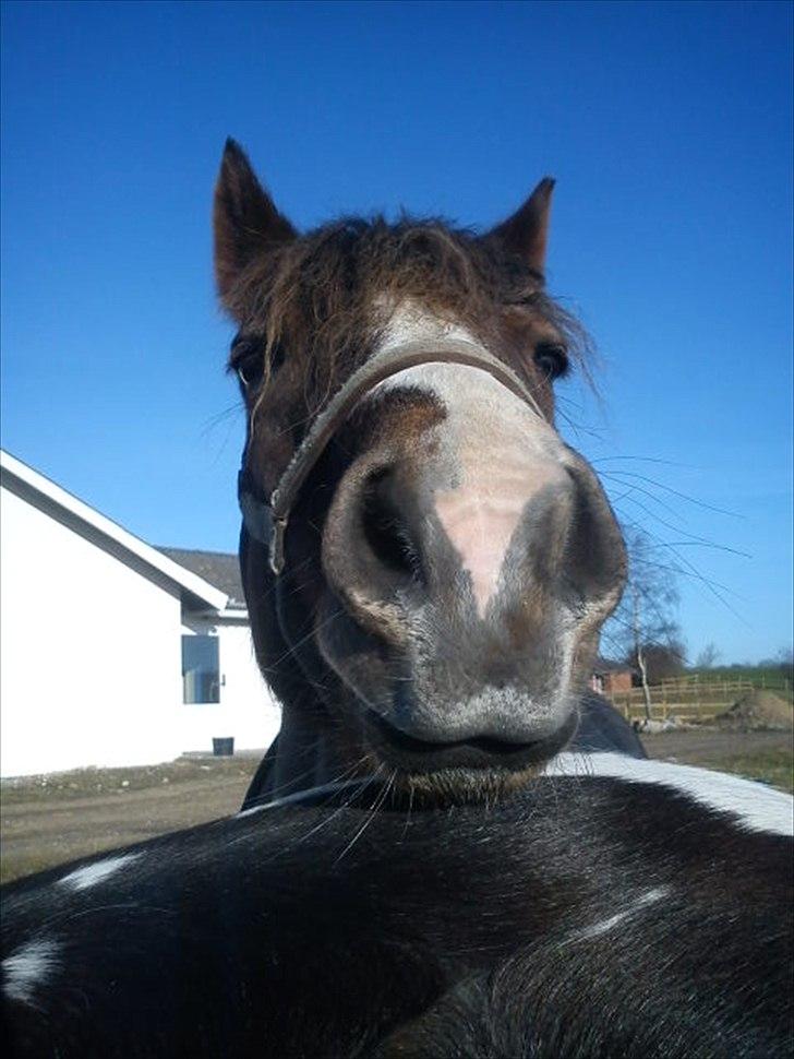 New Forest Hølkærs Red Oak aka Felix billede 18