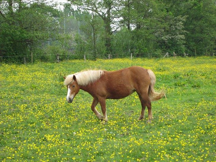 Anden særlig race Sasha *savnet !!!* - And if you ever forget how much you really meen to me, everyday I will remind you !  billede 5