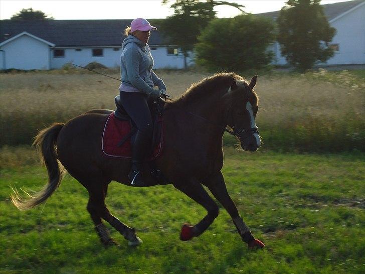 New Forest Hølkærs Red Oak aka Felix billede 19