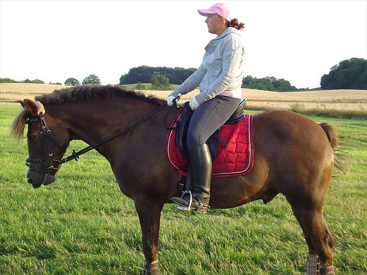 New Forest Hølkærs Red Oak aka Felix billede 20