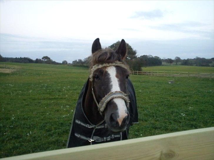 New Forest Hølkærs Red Oak aka Felix billede 2