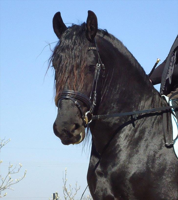 Frieser willov Terplinggaard(solgt) - Mors bamse <3<3 billede 18