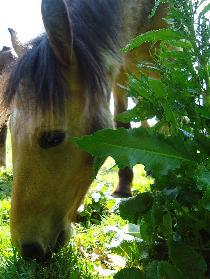 Anden særlig race Harbygaards Eddie Murphy billede 5
