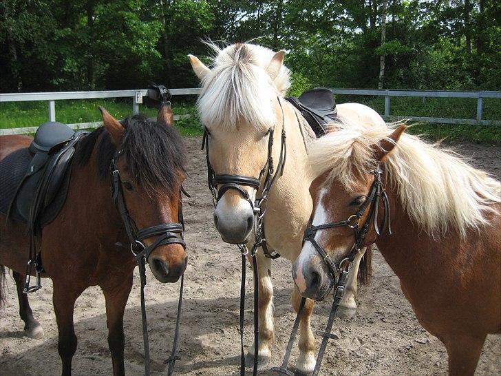 Anden særlig race Sasha *savnet !!!* - Cassi, Pepsi og Sasha ! 
 billede 16