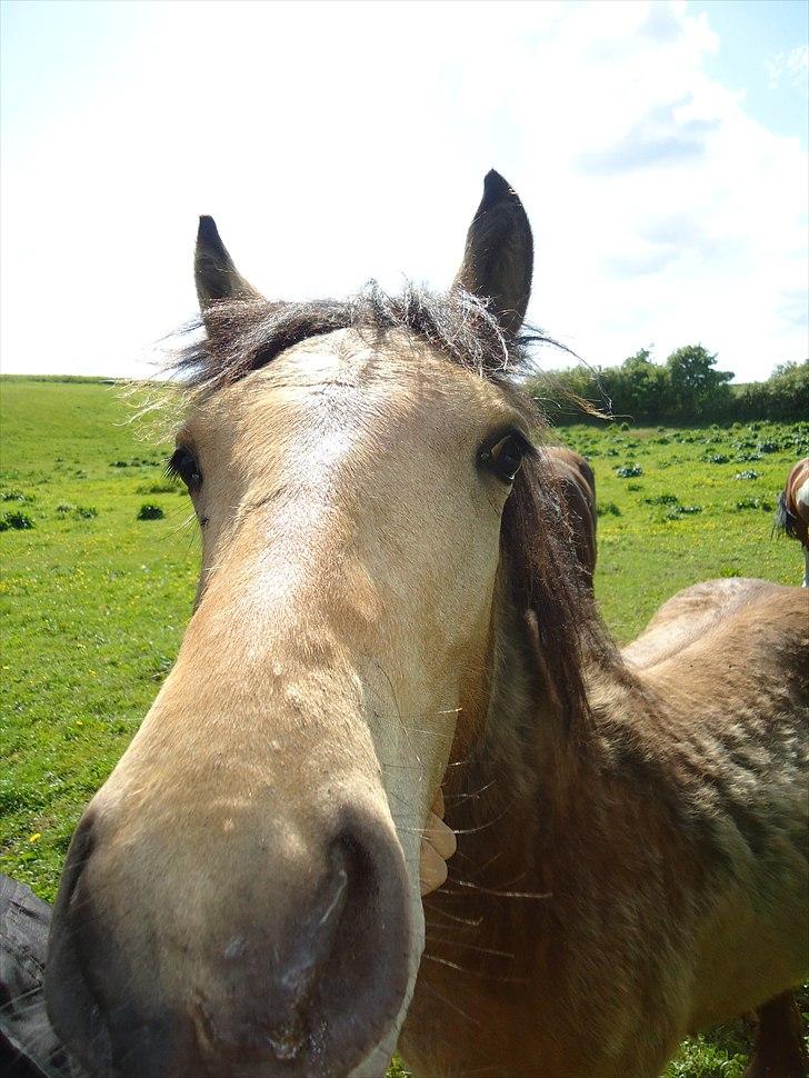 Anden særlig race Harbygaards Eddie Murphy billede 4
