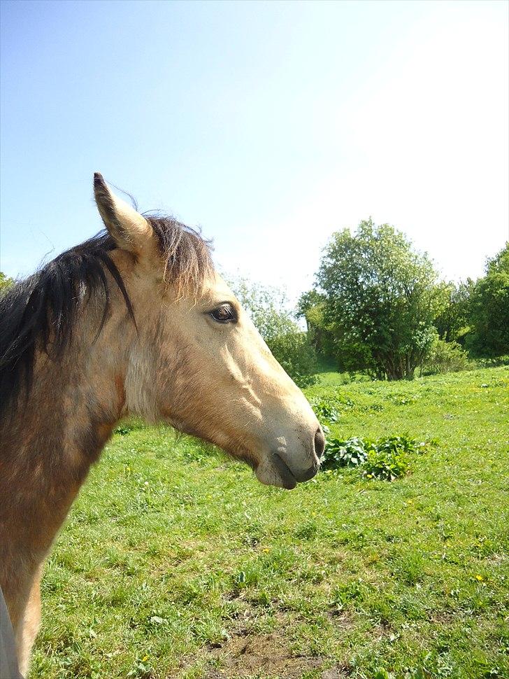 Anden særlig race Harbygaards Eddie Murphy billede 6