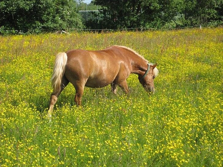 Anden særlig race Sasha *savnet !!!* - Diddi !  billede 18