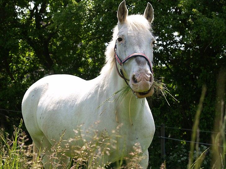 Knabstrupper Simone af lundegaard *MySoulMate! <3* billede 3