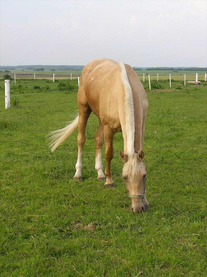 Palomino Brogaards Gold Magnum X billede 11