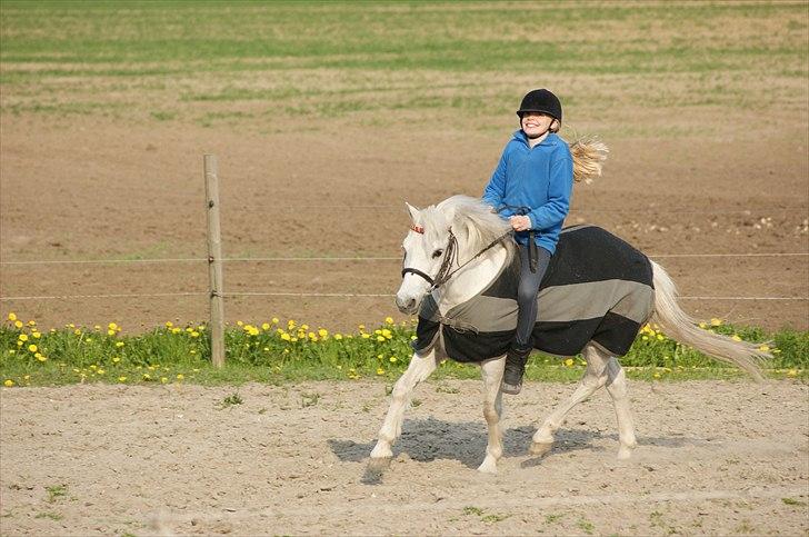 Welsh Pony (sec B)  l »Balou« billede 7
