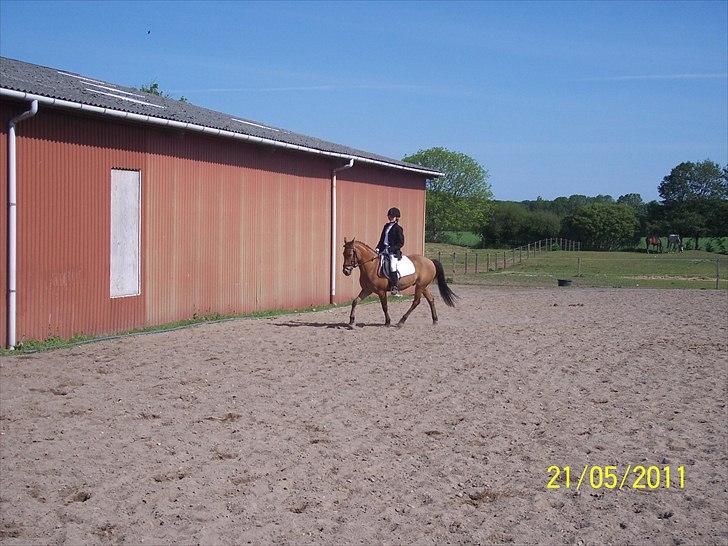 Anden særlig race Dosty - opvarmning til stævne d 21-05-11 billede 9