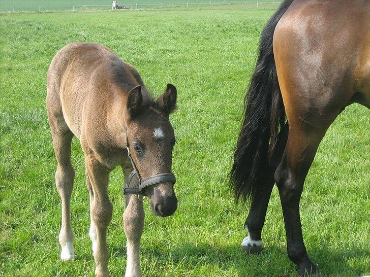 Anden særlig race A Sunday Surprice (solgt) billede 10