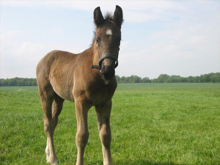 Anden særlig race A Sunday Surprice (solgt) billede 11