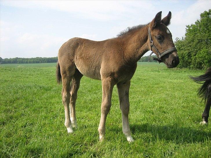 Anden særlig race A Sunday Surprice (solgt) billede 12