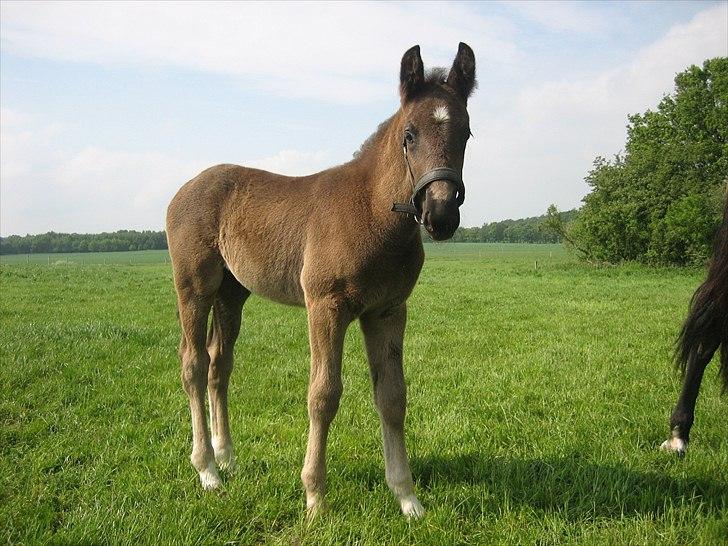 Anden særlig race A Sunday Surprice (solgt) billede 13