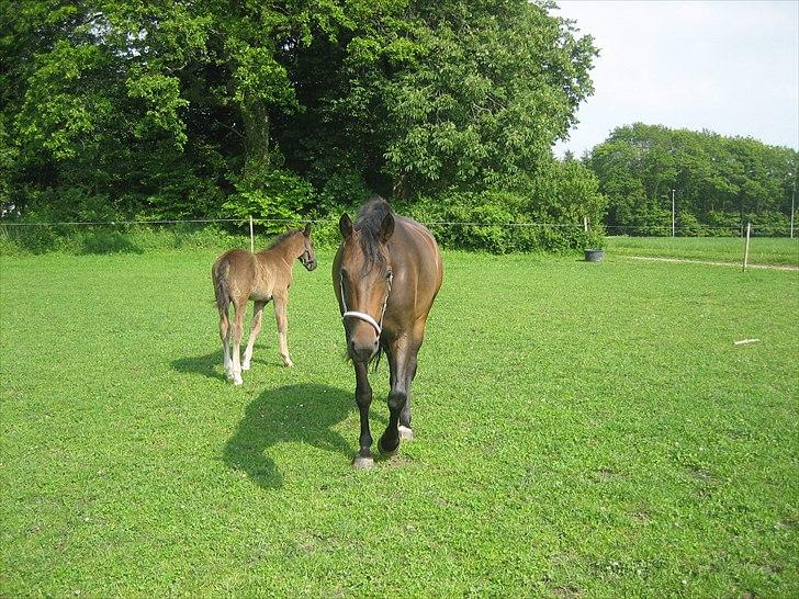 Anden særlig race Adelaide billede 17