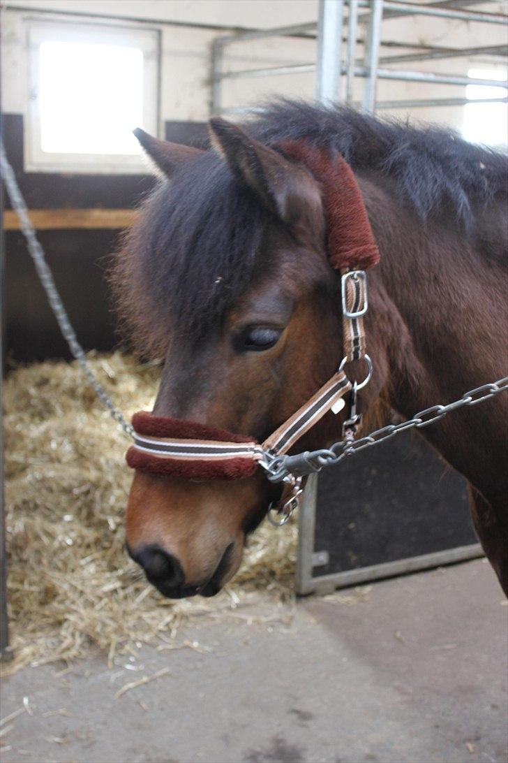 Anden særlig race Nemo - 1. Velkommen  til Nemos profil :D billede 1