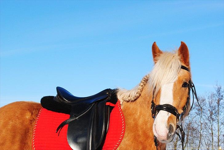 Palomino Grønvangs Golden miss Gucci [Solgt] billede 12